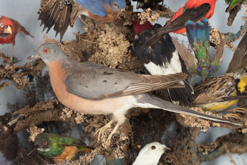 Passenger Pigeons Live in North America.