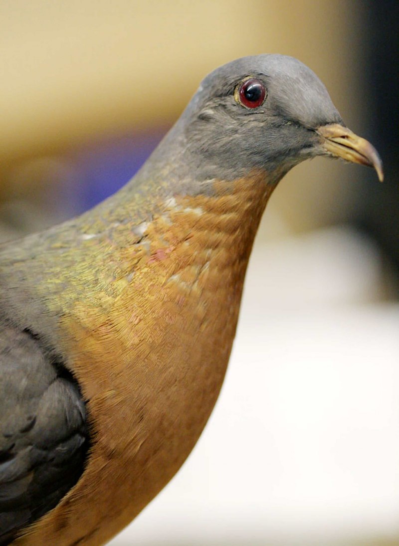 Ectopistes migratorius