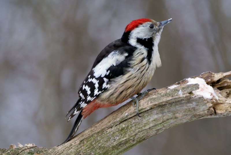 Red-bellied Woodpecker