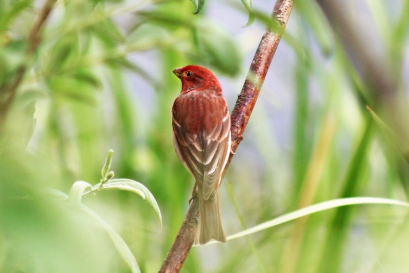 Большая чечевица (Carpodacus rubicilla)