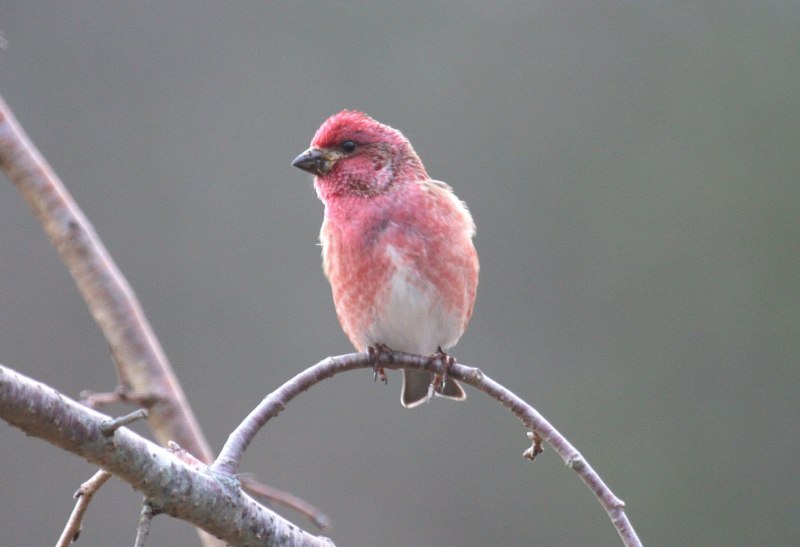 Acanthis flammea