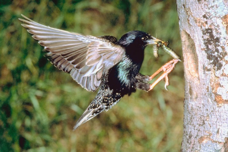 Corvus Corax Corax птицы
