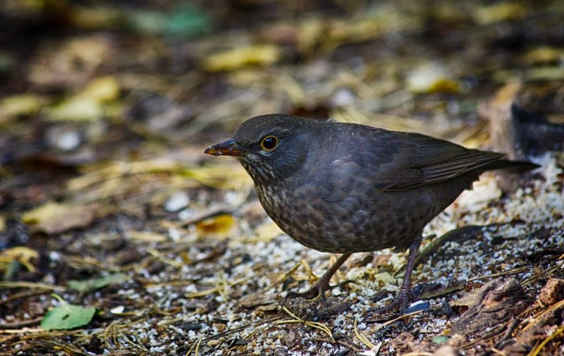 Гологлазый Дрозд (turdus nudigenis)