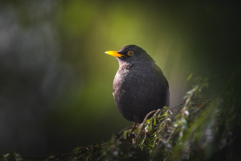 Дрозд-деряба (turdus viscivorus)