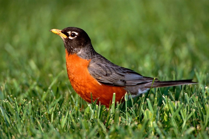 Turdus rufiventris