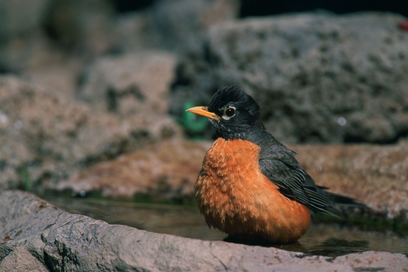 Сибирская горихвостка - Phoenicurus auroreus