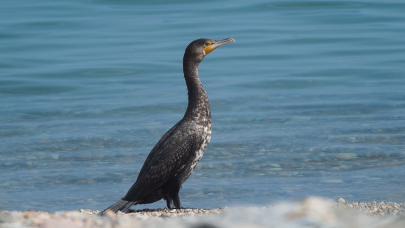 Водоплавающие птицы черного моря