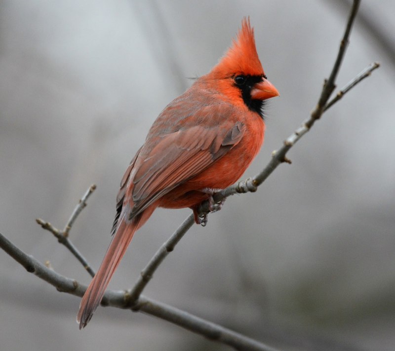 Red Cardinal птица