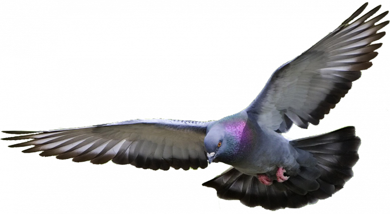 Горлица белая птица