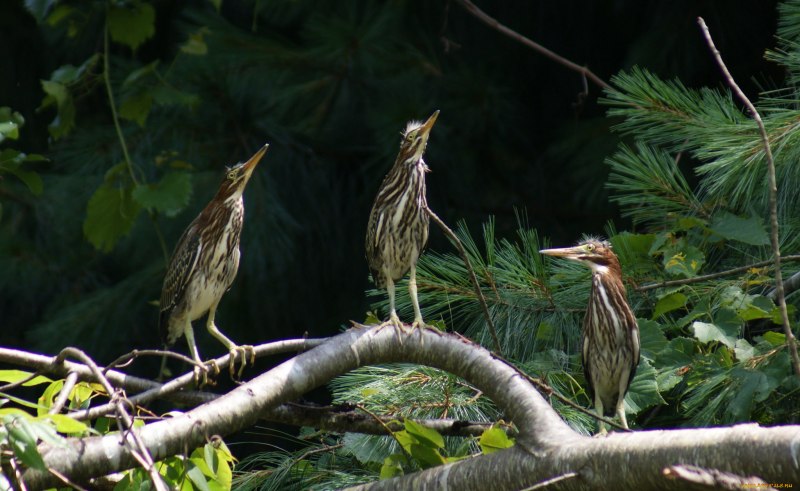 Выпь малая (Ixobrychus minutus)