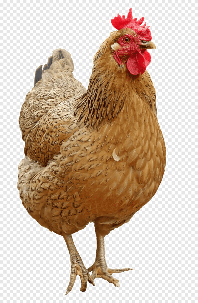 Курица вид сзади