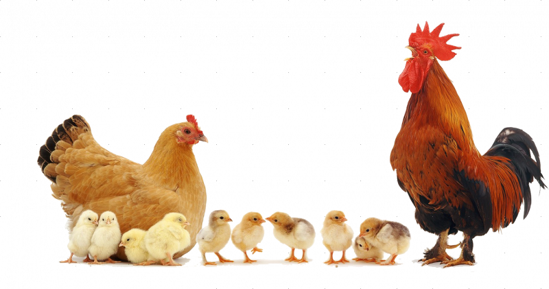 Курица с цыплятами