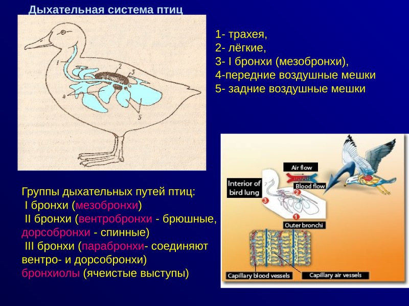 Дыхательная система птиц воздушные мешки