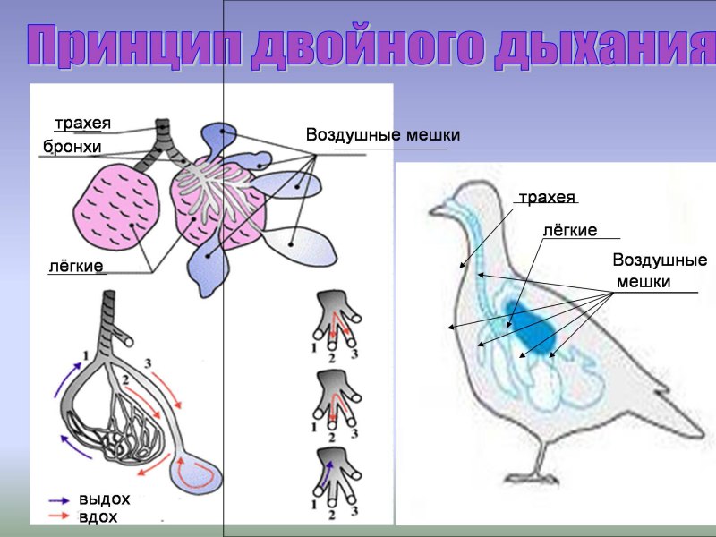Процесс двойного дыхания у птиц