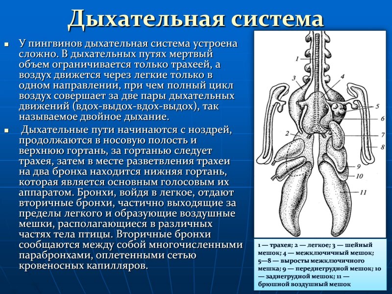 Особенности внутреннего строения птиц