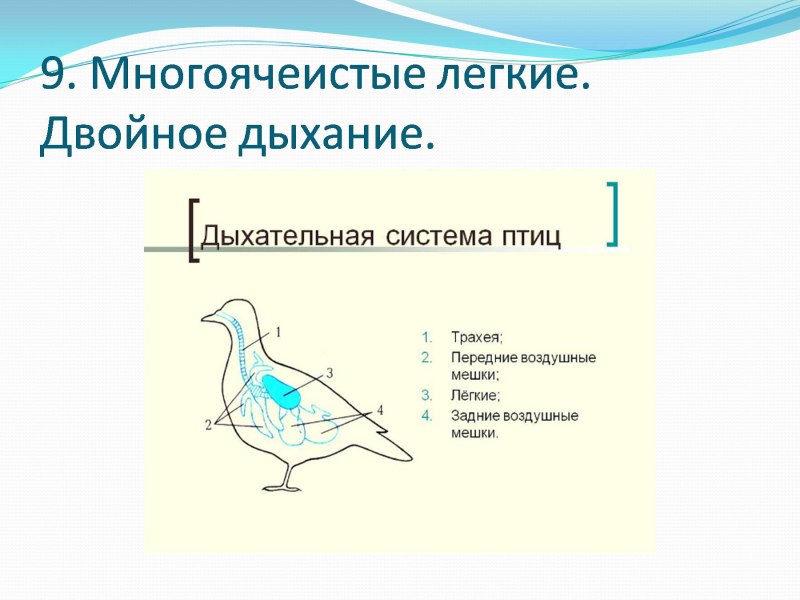 Легкие птицы строение