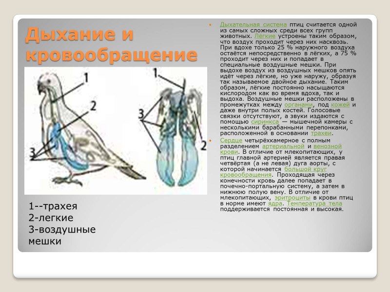 Дыхательная система птиц таблица