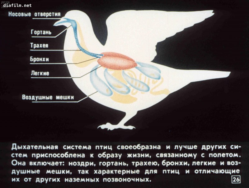 Класс птицы дыхательная система