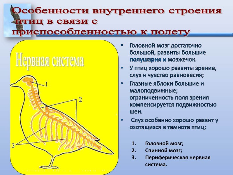 Птицы связанные с медициной