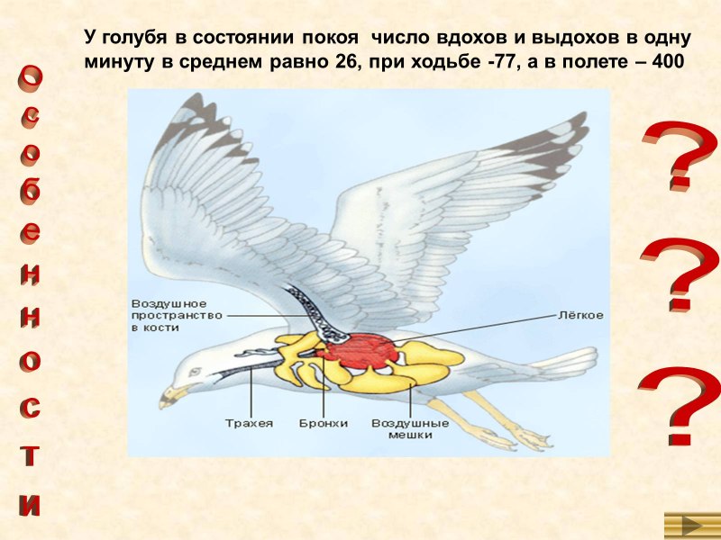 Внутреннее строение птиц в связи с полетом