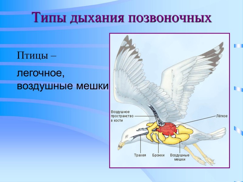 Дыхание позвоночных