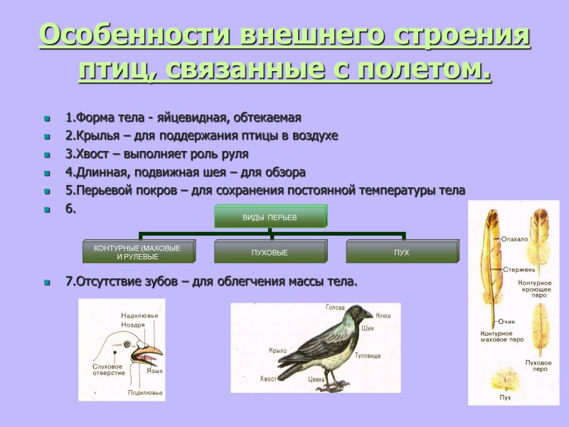 Особенности строения систем органов птиц