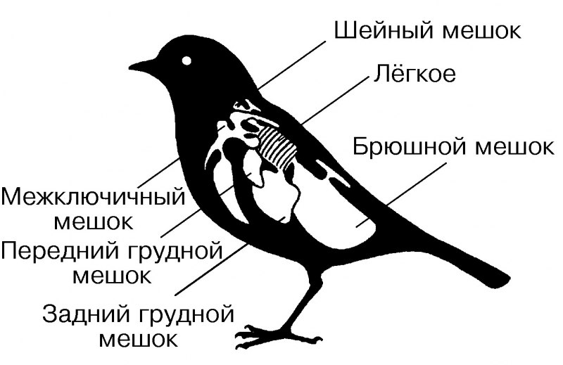 Воздушные мешки у птиц