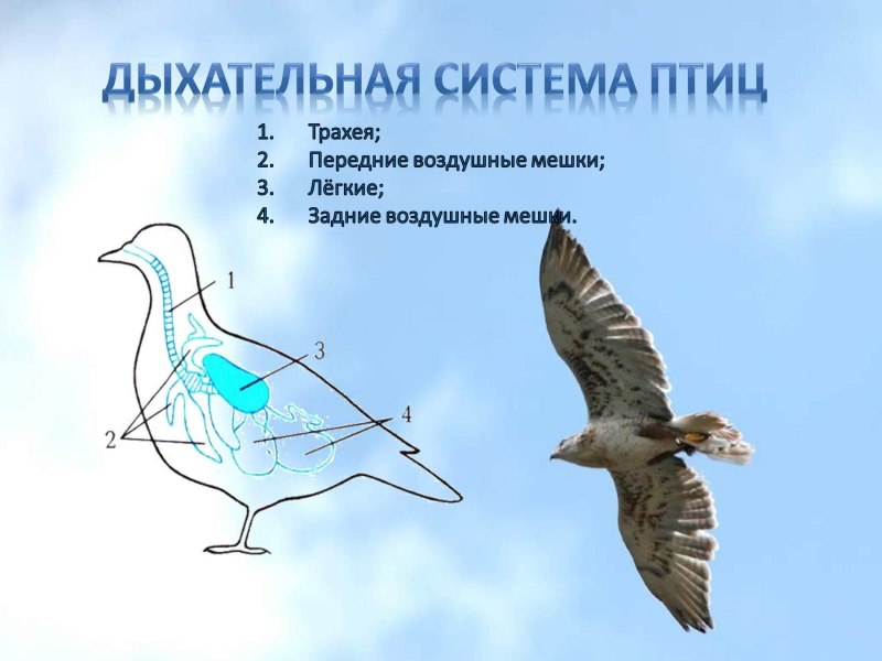 Система органов дыхания птиц