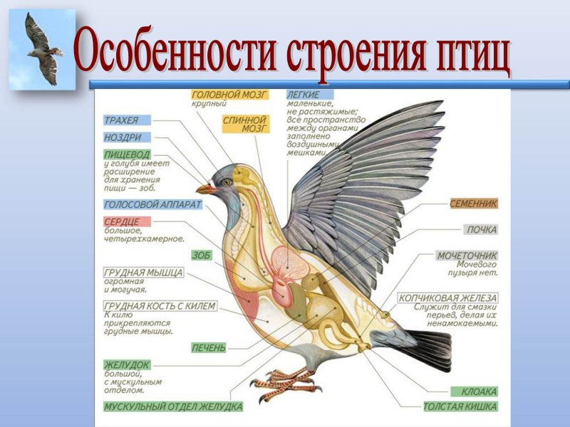 Перепонки у птиц