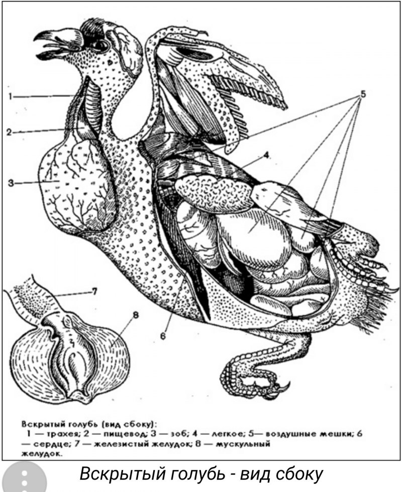 Анатомия гуся в картинках