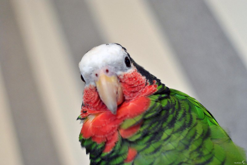 Cuban Amazon