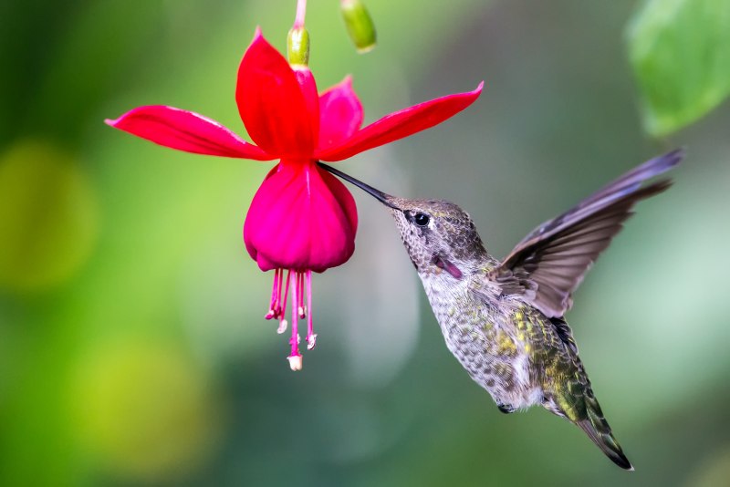 Птицы колибри на цветке (68 фото)