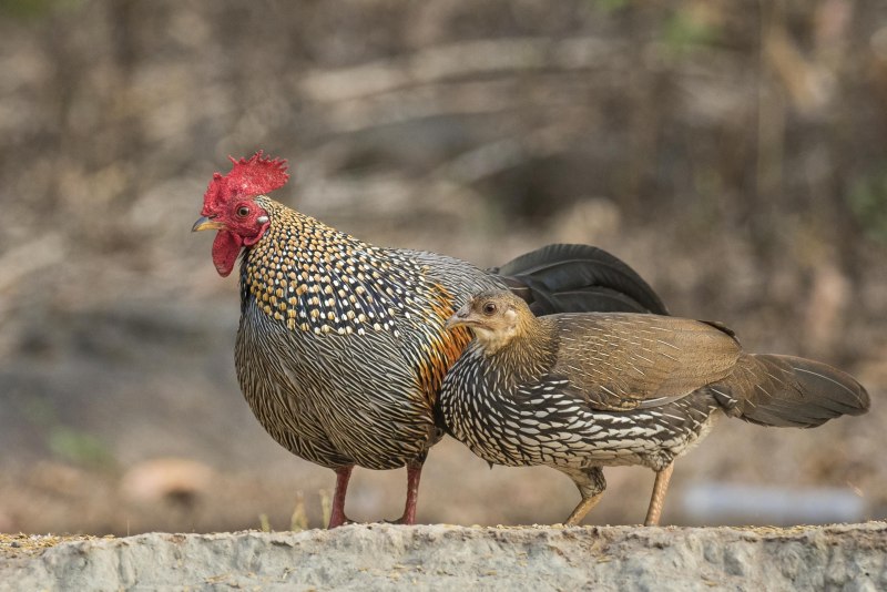 Банкивские куры (Gallus Gallus).