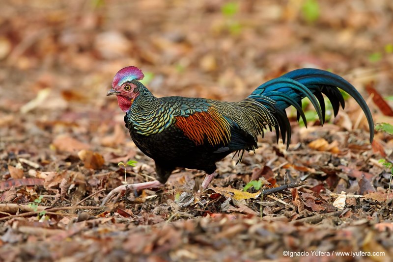 Grey junglefowl