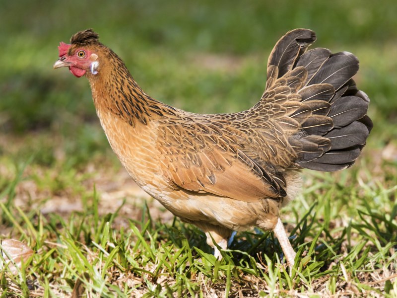 Gallus Gallus spadiceus