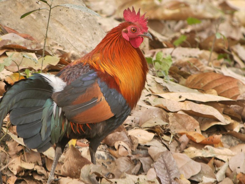 Gallus Gallus spadiceus