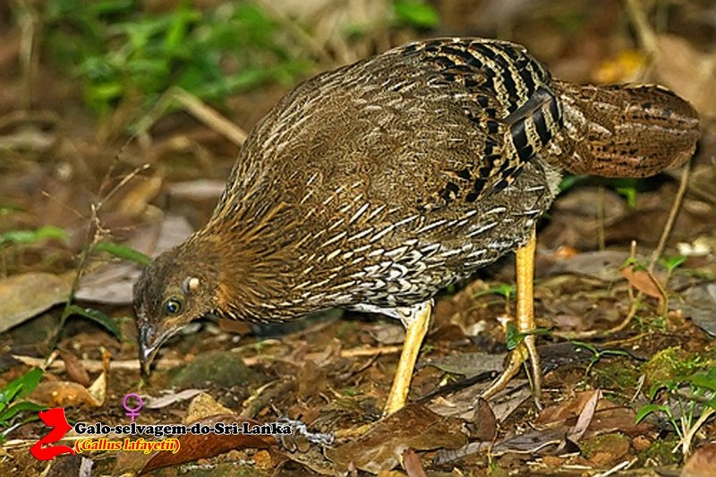 Банкивские куры (Gallus Gallus).