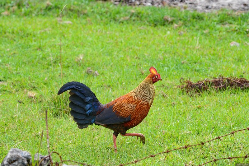 Gallus Bankiva