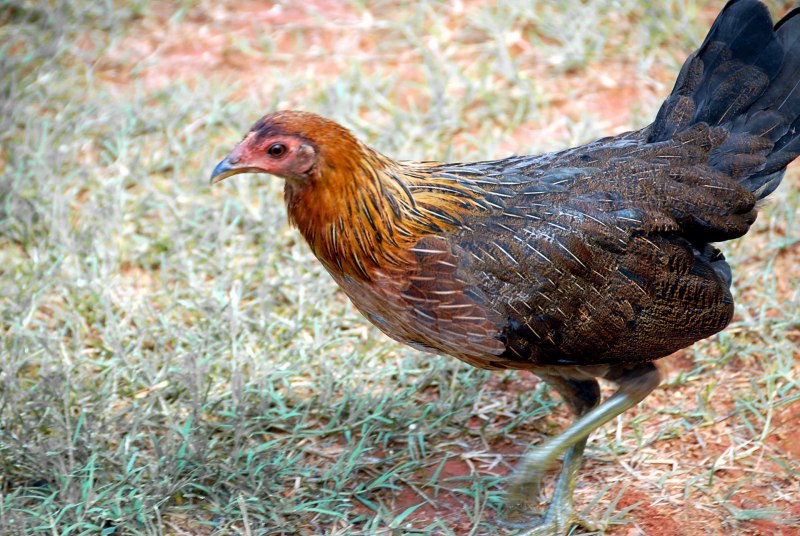 Gallus varius