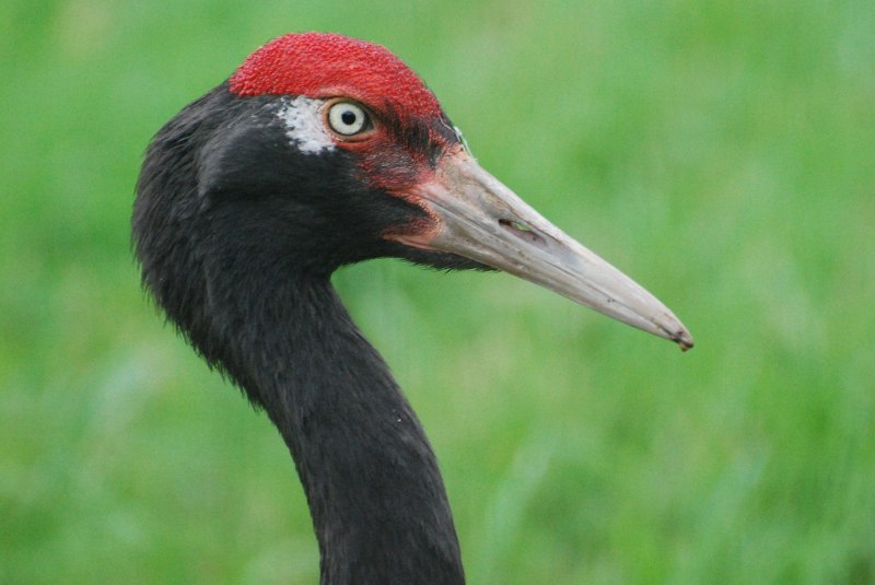 Японский (Уссурийский) журавль Grus japonensis