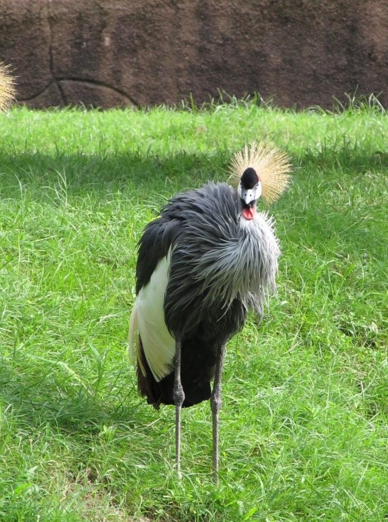 Японский (Уссурийский) журавль Grus japonensis