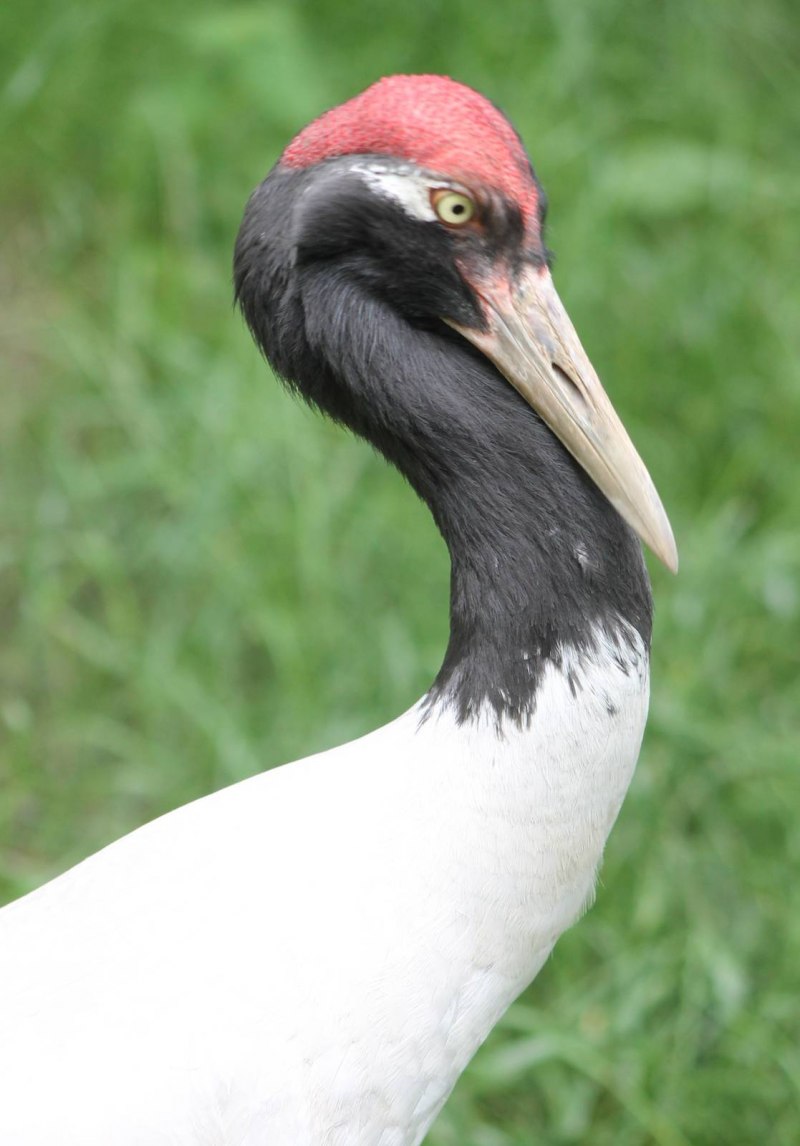 Grus nigricollis
