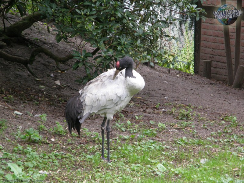 Журавль Черношейный (Grus nigricollis)