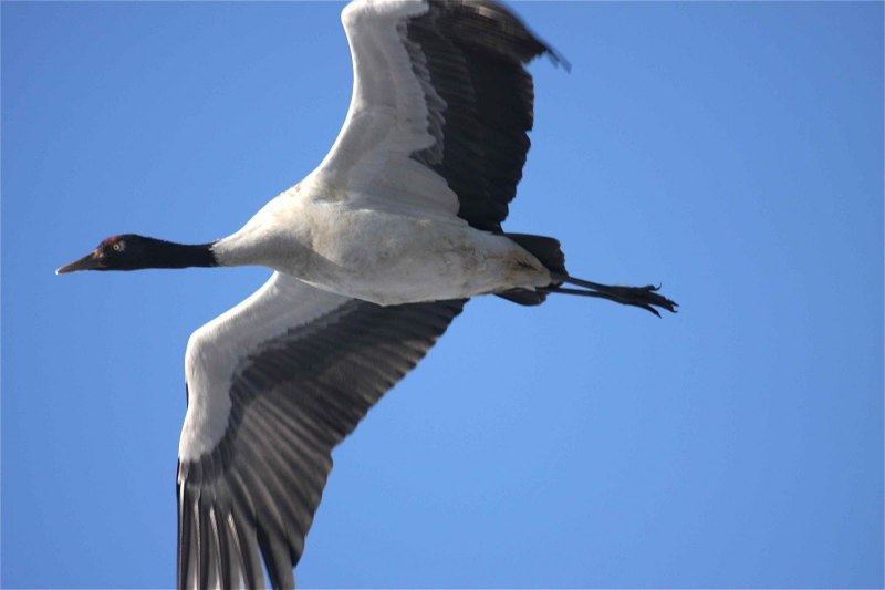 Black-necked Stork