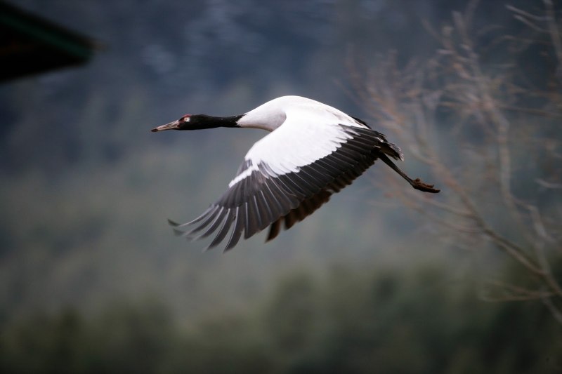 Журавль Черношейный (Grus nigricollis)