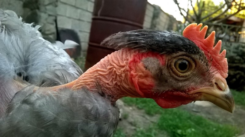 Израильская лысая курица