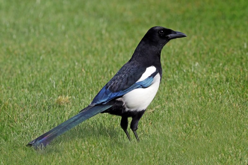 Yellow-billed Magpie