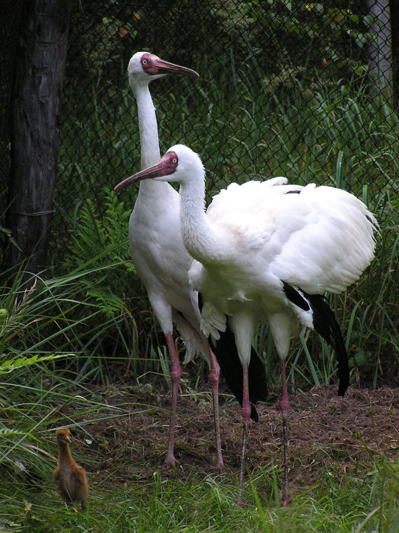 Grus leucogeranus