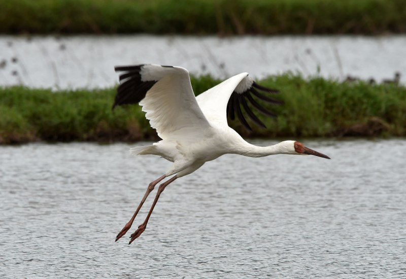 Siberian White Crane