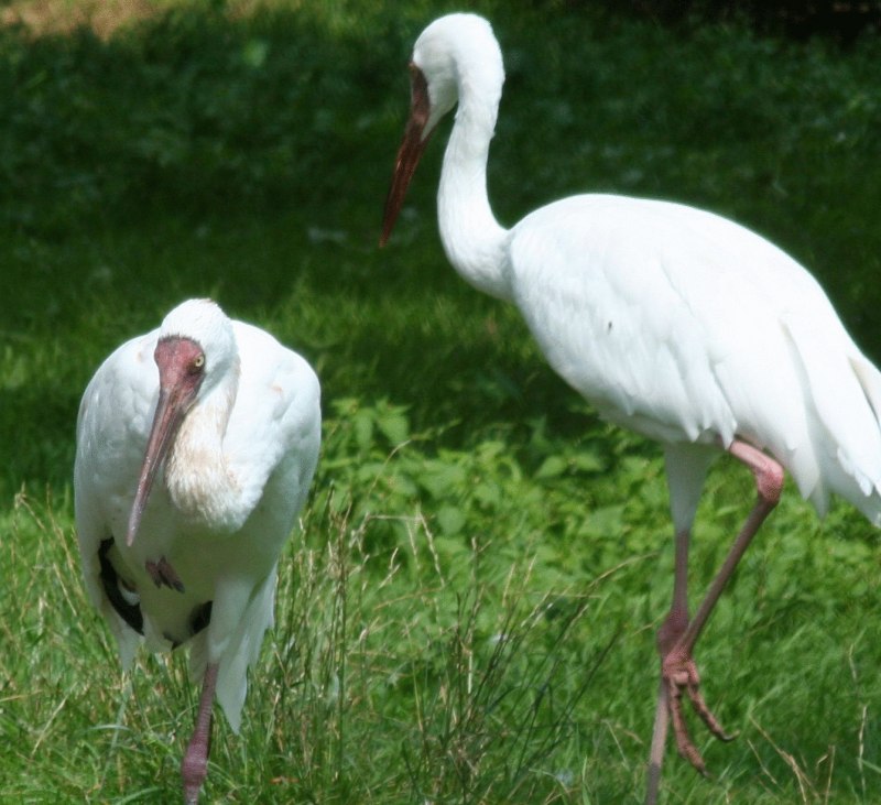 Leucogeranus leucogeranus